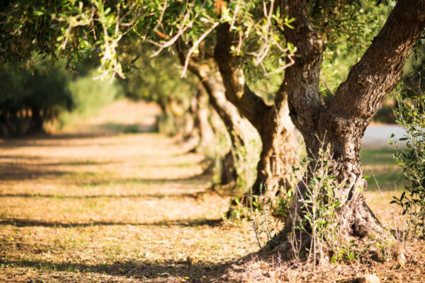 Olive trees on a grove in Salento, Puglia Region, South Italy. Traditional plantation of olive trees in summer sunny day, natural light, copy space, beautiful apulian background, selective focus